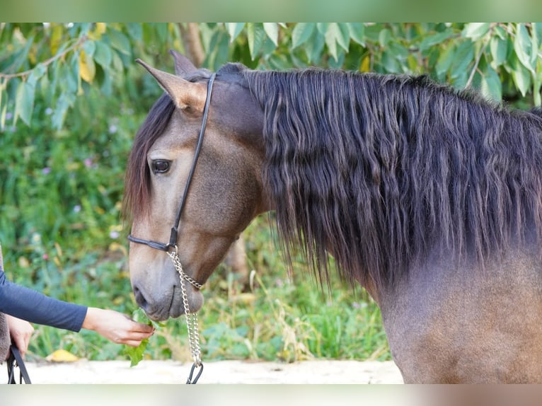 Lusitano Ruin 5 Jaar 156 cm Buckskin in Krumbach