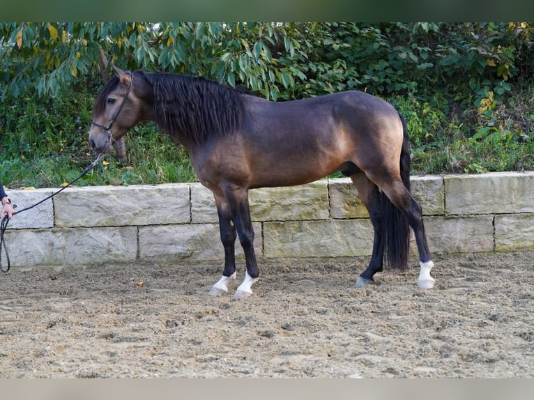 Lusitano Ruin 5 Jaar 156 cm Buckskin in Krumbach