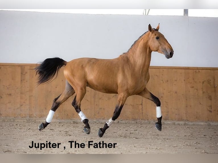 Lusitano Ruin 5 Jaar 157 cm Cremello in lessines