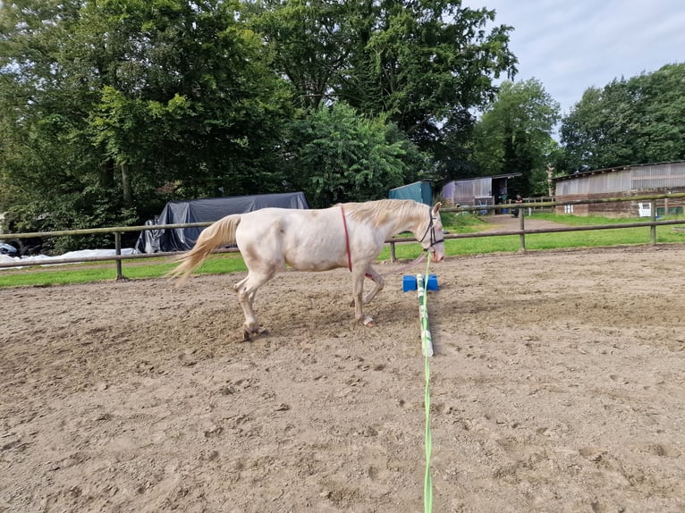 Lusitano Mix Ruin 5 Jaar 157 cm Cremello in Hohenfelde