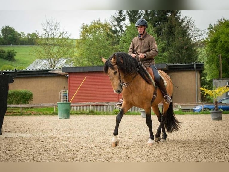 Lusitano Ruin 5 Jaar 158 cm Buckskin in Bergweiler