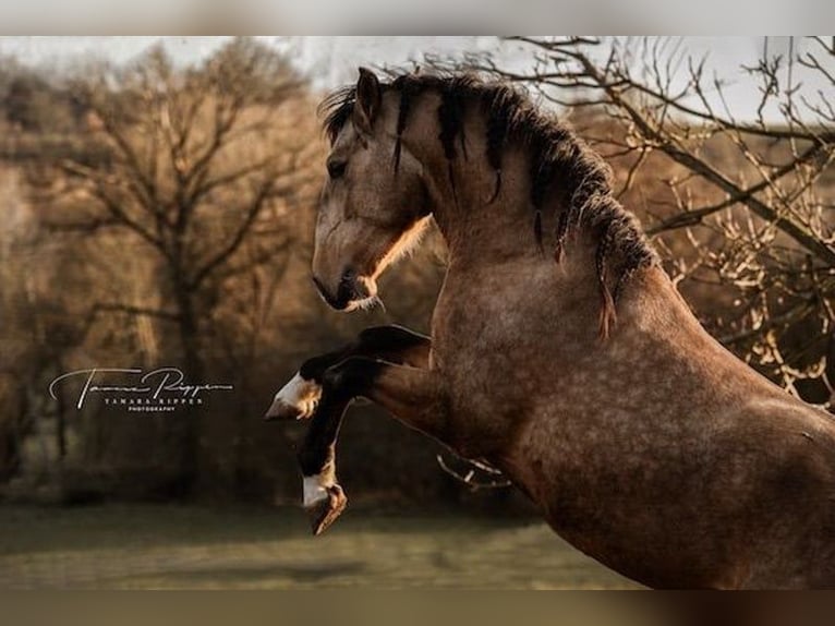 Lusitano Ruin 5 Jaar 158 cm Buckskin in Bergweiler