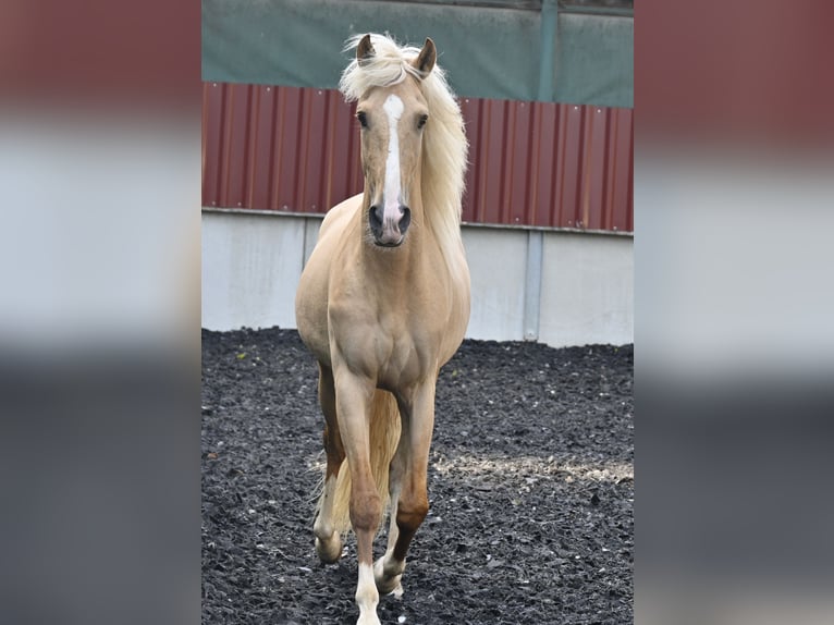 Lusitano Mix Ruin 5 Jaar 158 cm  in Klettgau