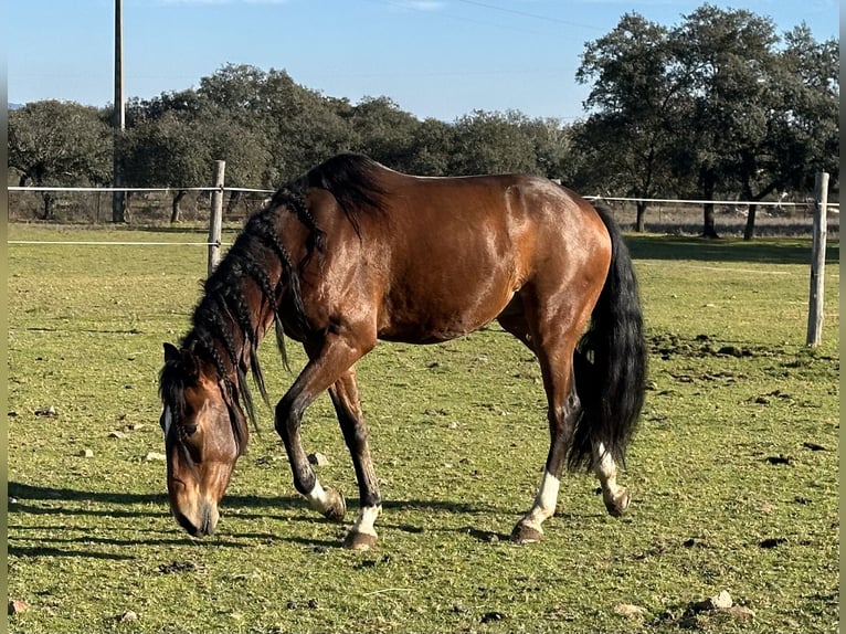 Lusitano Ruin 5 Jaar 159 cm Donkerbruin in Valdecaballerosa