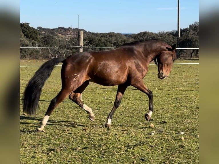 Lusitano Ruin 5 Jaar 159 cm Donkerbruin in Valdecaballerosa