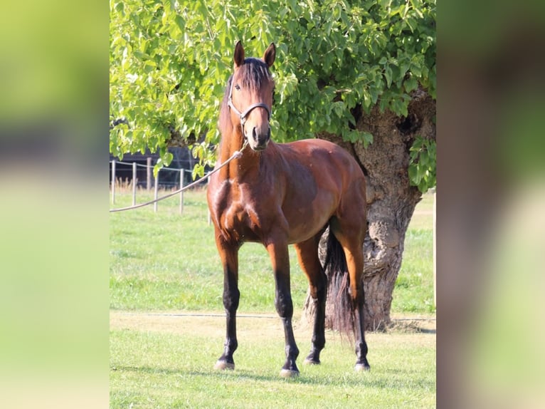 Lusitano Ruin 5 Jaar 160 cm Bruin in Grospierres