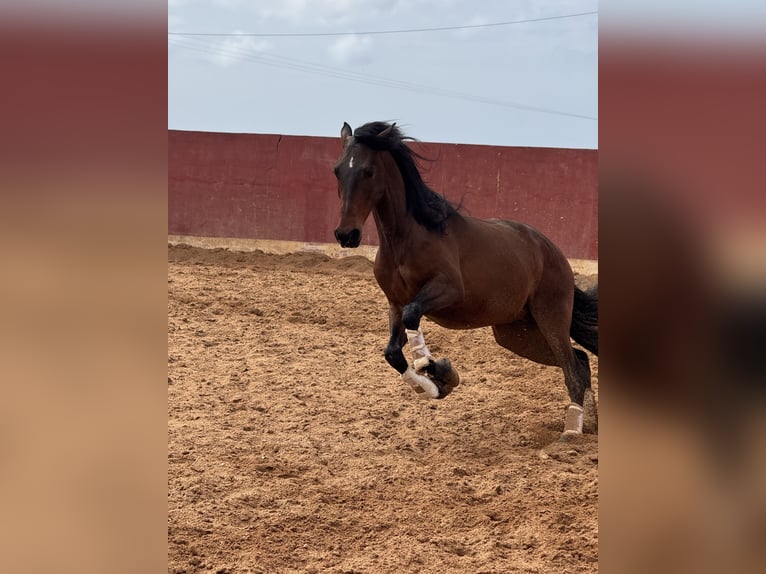 Lusitano Ruin 5 Jaar 160 cm Bruin in Lissabon