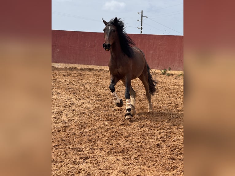 Lusitano Ruin 5 Jaar 160 cm Bruin in Lissabon