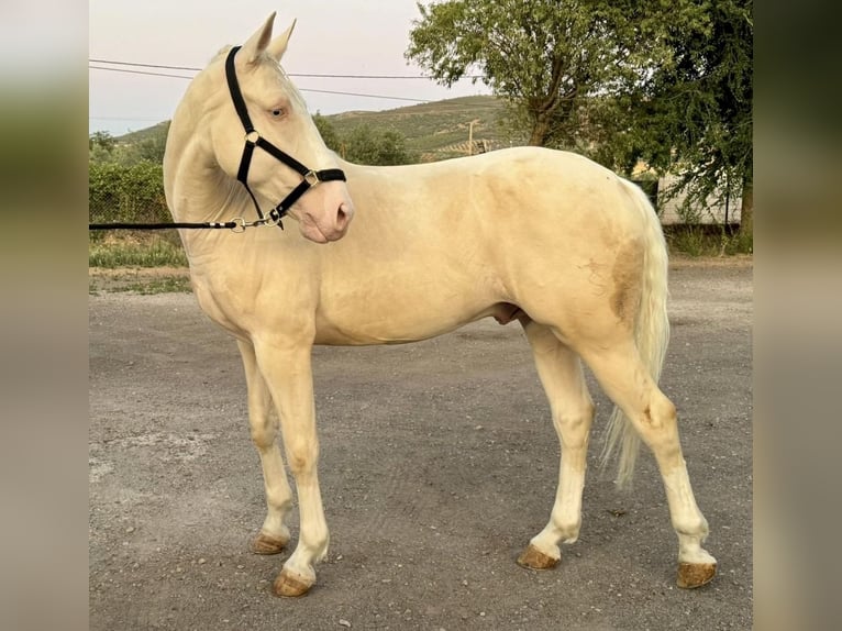 Lusitano Ruin 5 Jaar 160 cm Cremello in La Rioja