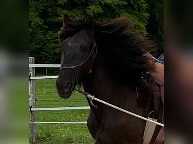 Lusitano Ruin 5 Jaar 160 cm Donkerbruin in Amlikon-Bissegg