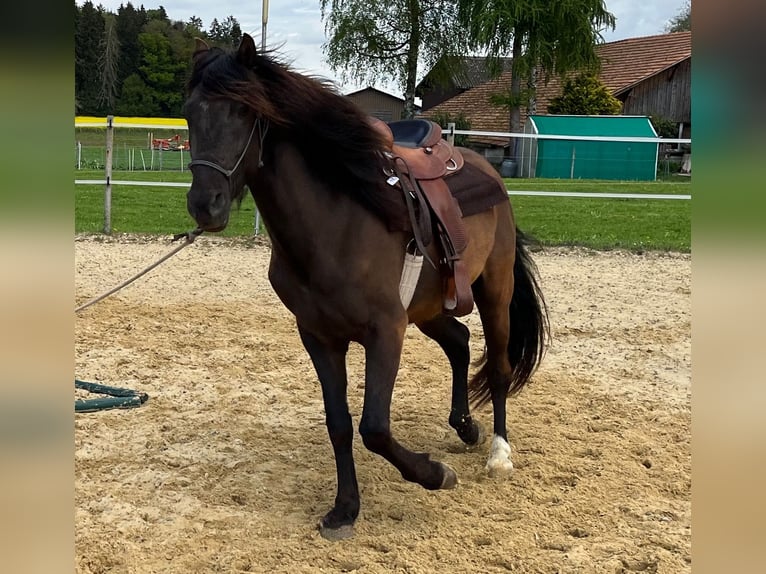 Lusitano Ruin 5 Jaar 160 cm Donkerbruin in Amlikon-Bissegg