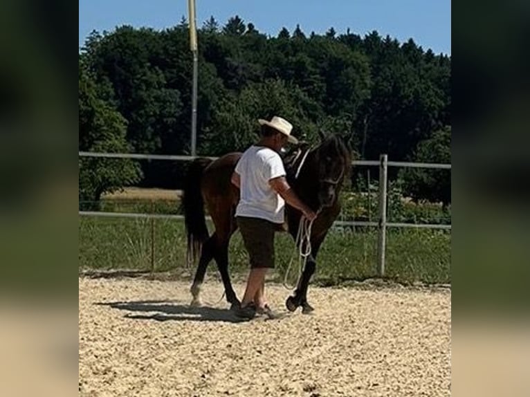 Lusitano Ruin 5 Jaar 160 cm Donkerbruin in Amlikon-Bissegg