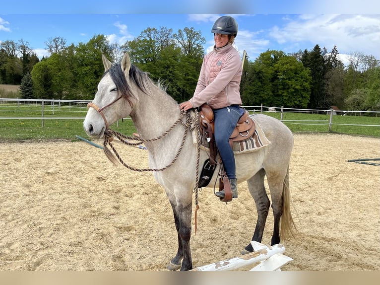 Lusitano Ruin 5 Jaar 160 cm Falbe in Amlikon-Bissegg