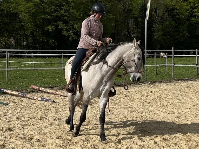 Lusitano Ruin 5 Jaar 160 cm Falbe in Amlikon-Bissegg