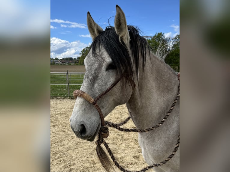 Lusitano Ruin 5 Jaar 160 cm Falbe in Amlikon-Bissegg