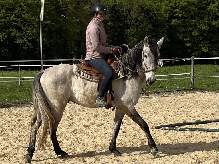 Lusitano Ruin 5 Jaar 160 cm Falbe in Amlikon-Bissegg