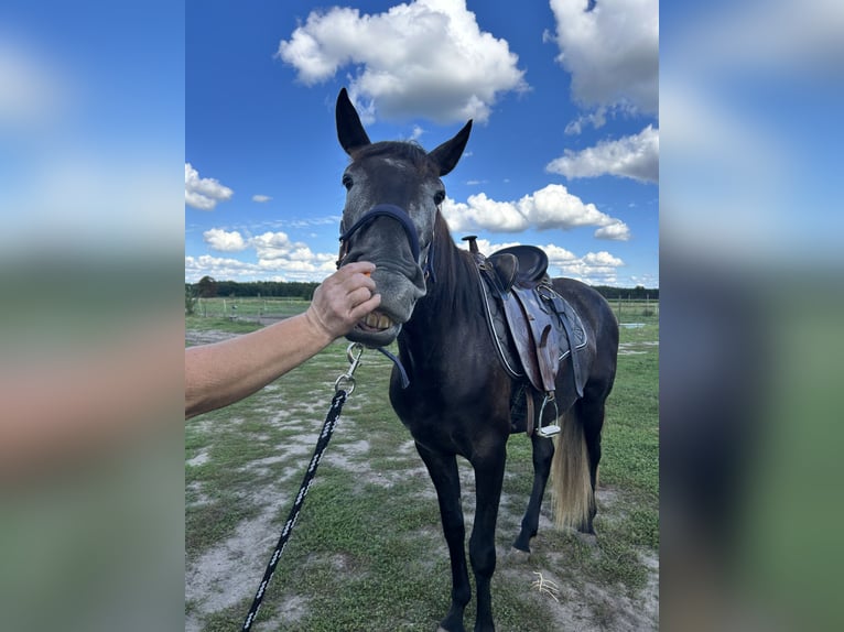Lusitano Ruin 5 Jaar 160 cm kan schimmel zijn in Nuthe-Urstromtal