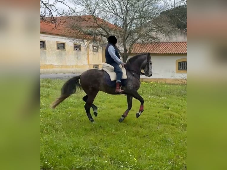 Lusitano Ruin 5 Jaar 160 cm Schimmel in Cartaxo, Santar&#xE9;m