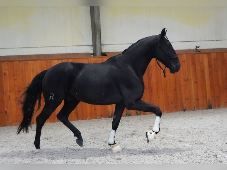 Lusitano Ruin 5 Jaar 160 cm Zwart in Heuvelland