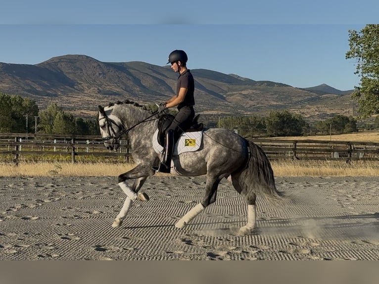 Lusitano Ruin 5 Jaar 161 cm Schimmel in Guadarrama