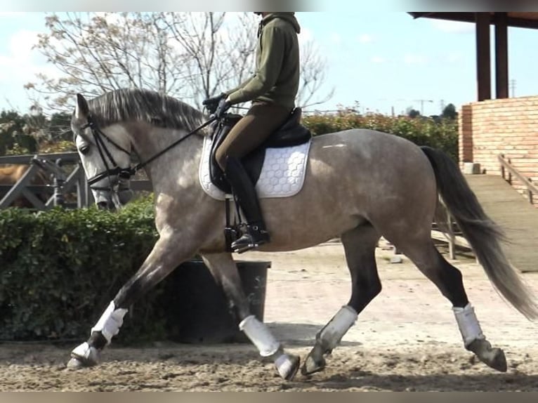 Lusitano Ruin 5 Jaar 161 cm Schimmel in Barcelona