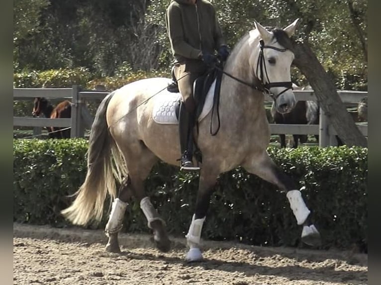 Lusitano Ruin 5 Jaar 161 cm Schimmel in Barcelona