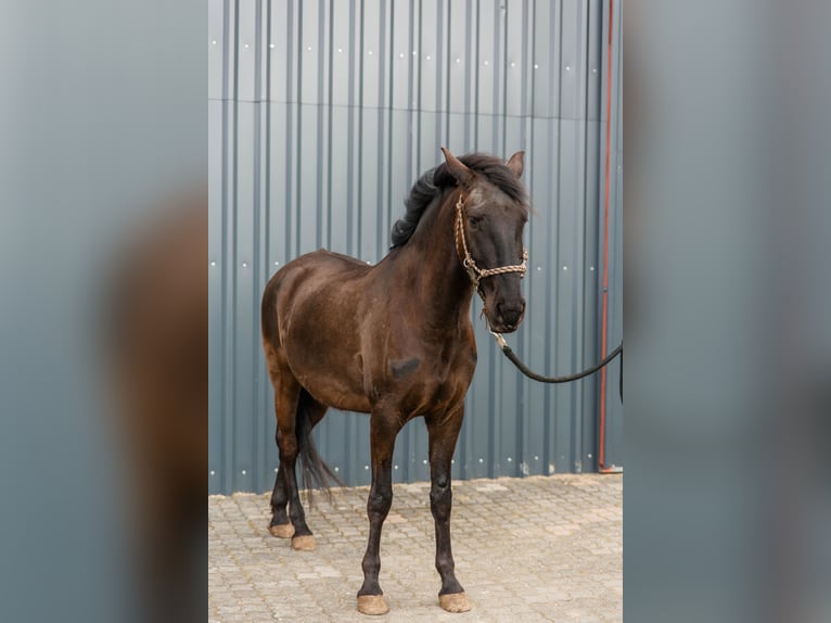Lusitano Ruin 5 Jaar 162 cm  in Pracht