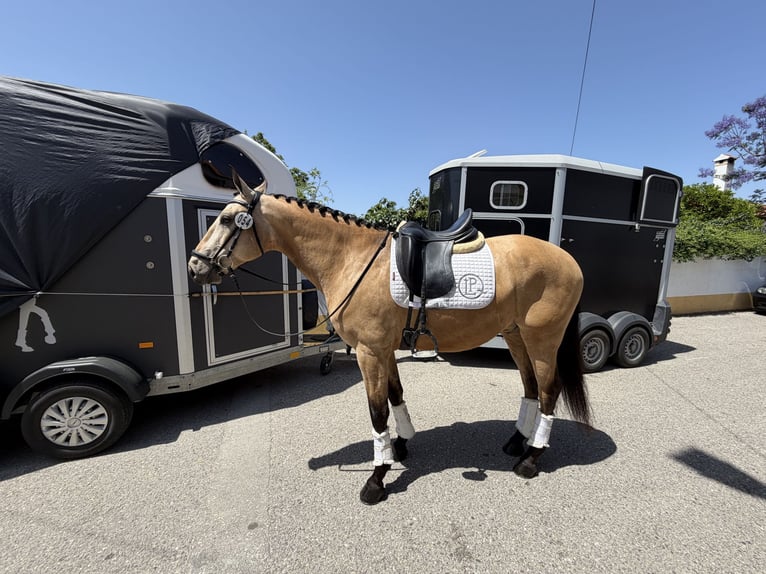 Lusitano Ruin 5 Jaar 162 cm Buckskin in Amarante