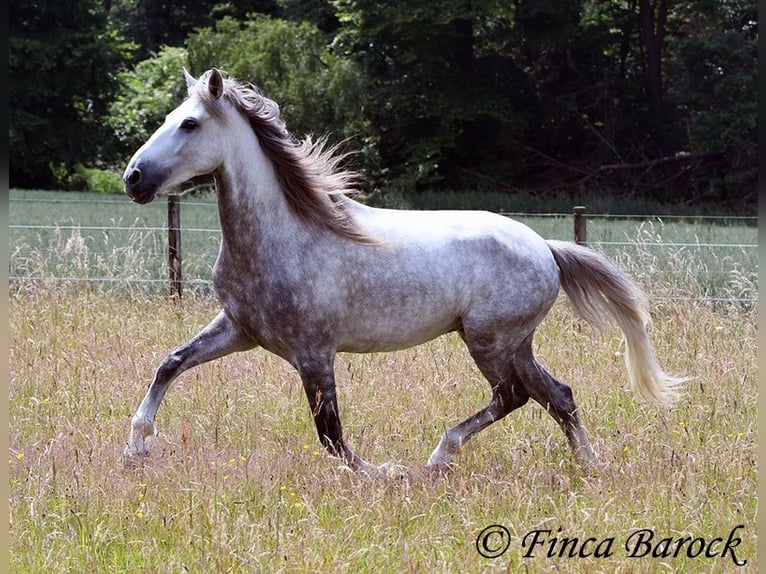 Lusitano Ruin 5 Jaar 162 cm Schimmel in Wiebelsheim Lusitano Ruin 5 Jaar 162 cm Schimmel in Wiebelsheim