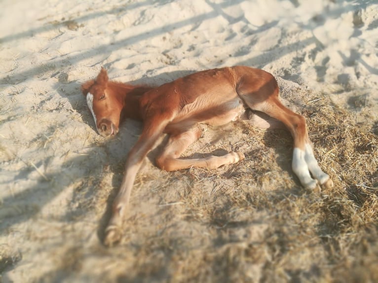Lusitano Ruin 5 Jaar 162 cm Vos in Berlin