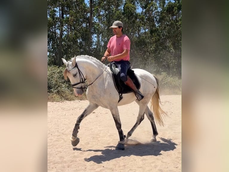Lusitano Mix Ruin 5 Jaar 163 cm Schimmel in Caldas da Rainha