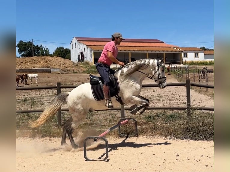 Lusitano Mix Ruin 5 Jaar 163 cm Schimmel in Caldas da Rainha