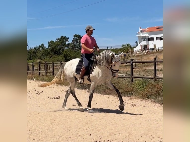 Lusitano Mix Ruin 5 Jaar 163 cm Schimmel in Caldas da Rainha