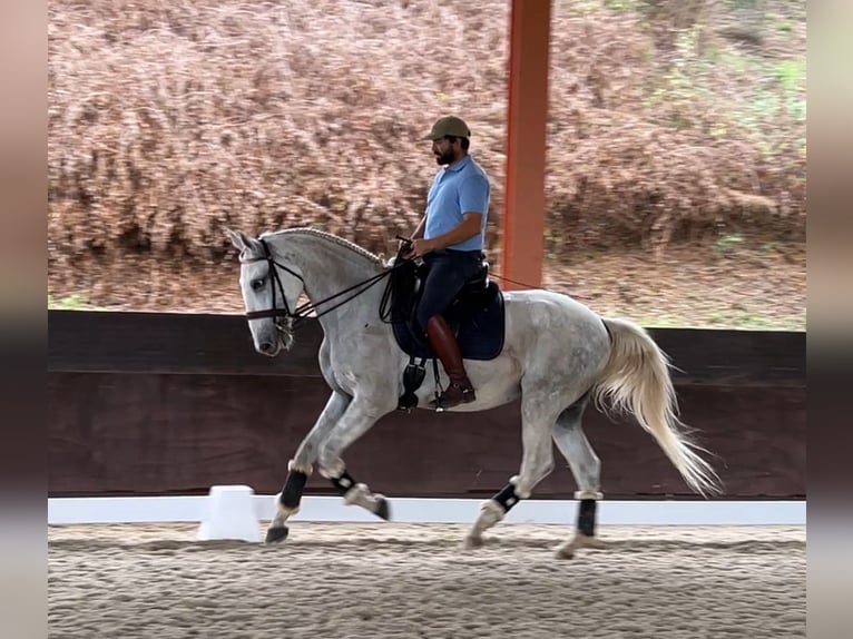 Lusitano Ruin 5 Jaar 165 cm Schimmel in Caldas da Rainha