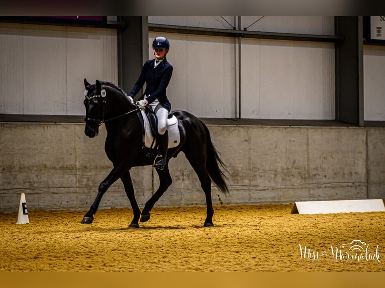 Lusitano Ruin 5 Jaar 165 cm Zwart in ESSEX