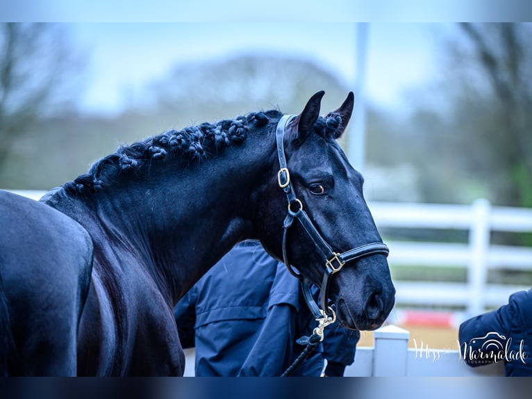 Lusitano Ruin 5 Jaar 165 cm Zwart in ESSEX