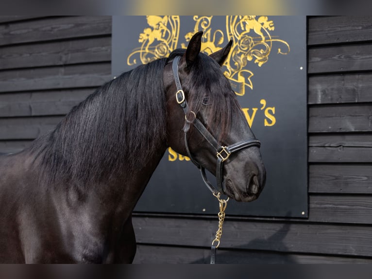 Lusitano Ruin 5 Jaar 165 cm Zwart in ESSEX