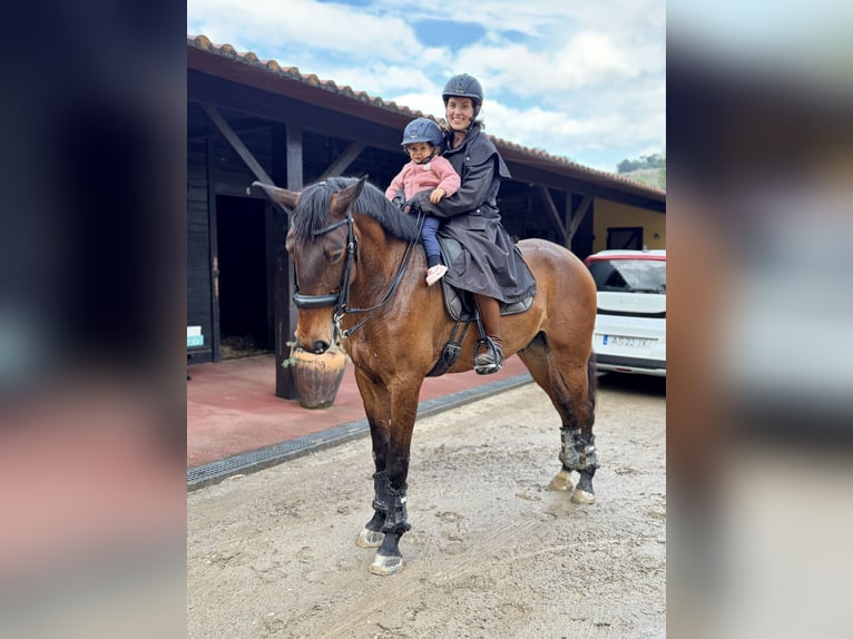 Lusitano Ruin 5 Jaar 167 cm Bruin in Amarante