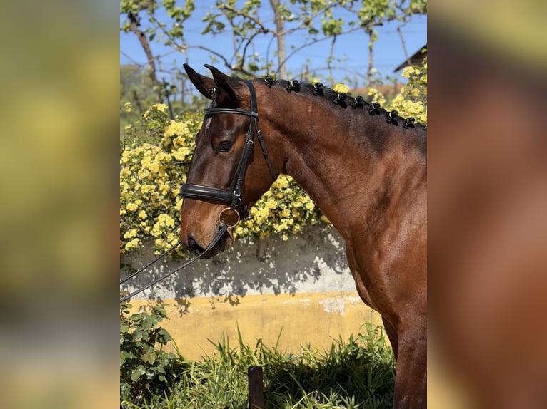 Lusitano Ruin 5 Jaar 167 cm Bruin in Amarante