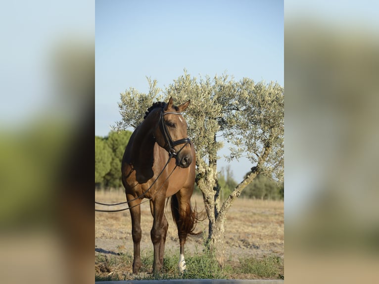 Lusitano Ruin 5 Jaar 167 cm Buckskin in Luzern