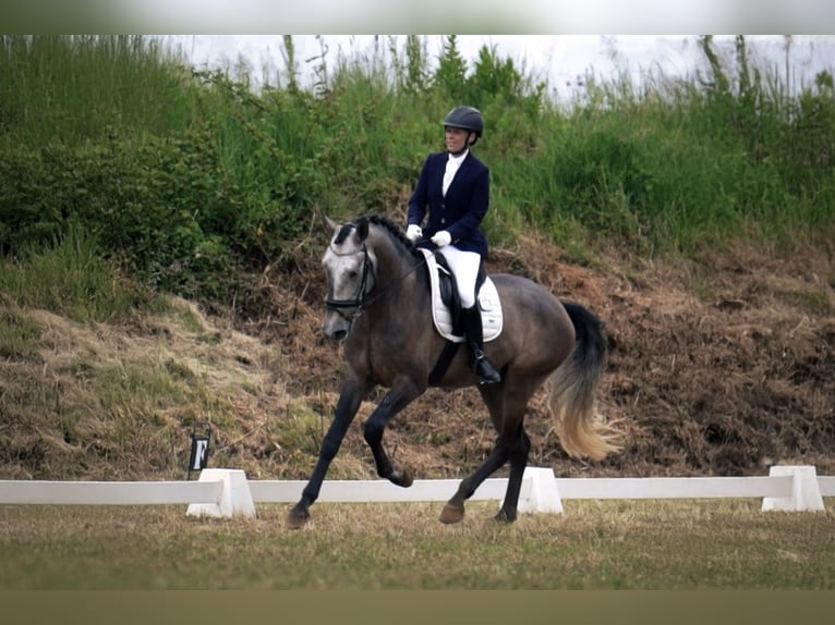 Lusitano Ruin 5 Jaar 170 cm Rood schimmel in 741