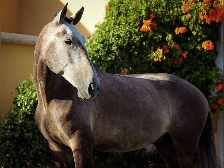 Lusitano Ruin 5 Jaar 170 cm Rood schimmel in 741