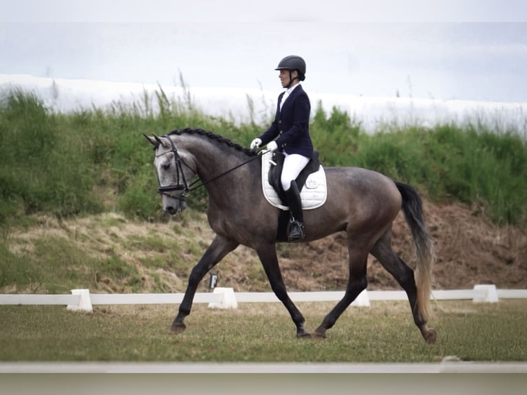 Lusitano Ruin 5 Jaar 170 cm Rood schimmel in 741