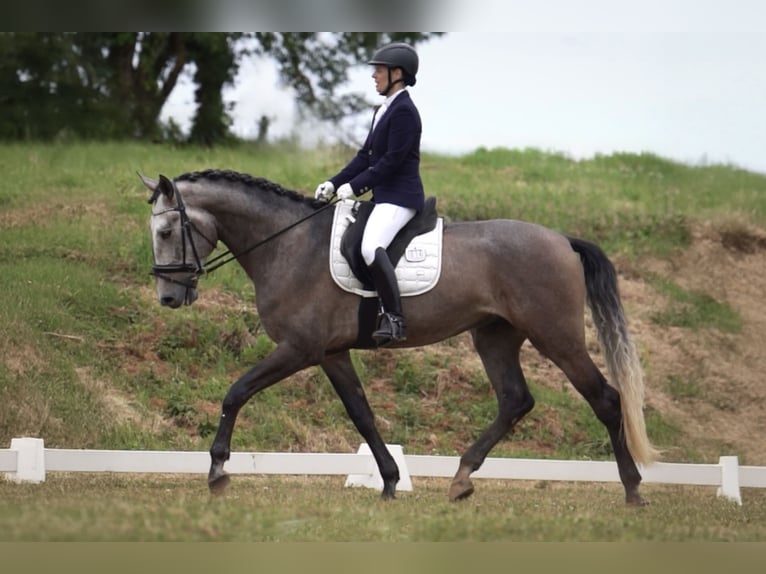 Lusitano Ruin 5 Jaar 170 cm Rood schimmel in 741