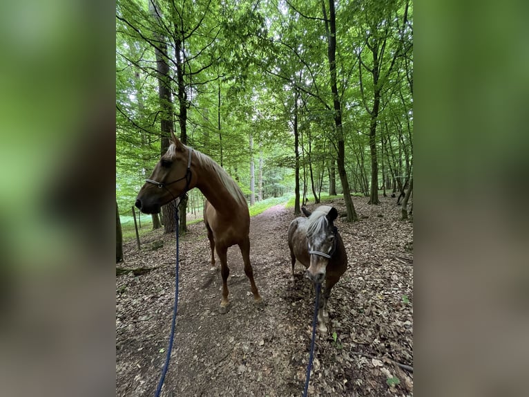 Lusitano Ruin 5 Jaar 173 cm Palomino in Heilsbronn