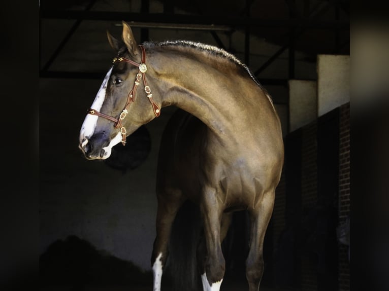 Lusitano Mix Ruin 5 Jaar 174 cm Palomino in Madrid