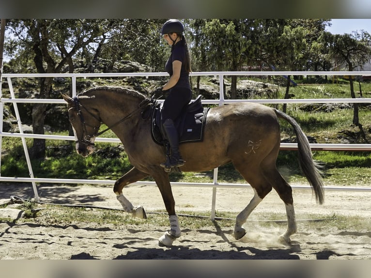 Lusitano Mix Ruin 5 Jaar 174 cm Palomino in Madrid