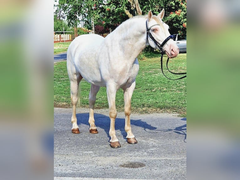 Lusitano Mix Ruin 6 Jaar 150 cm Cremello in Rechnitz