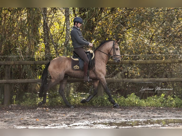 Lusitano Ruin 6 Jaar 152 cm Buckskin in Samora Correia