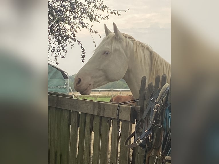 Lusitano Mix Ruin 6 Jaar 153 cm Cremello in Fröndenberg